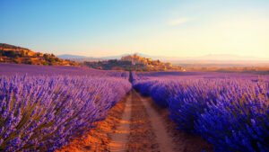 Route bordée de champs de lavande en Provence près d'Avignon