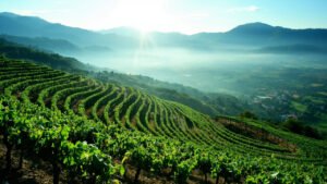 Vignes en altitude de Vinsobres entre Prealpes et Mont Ventoux